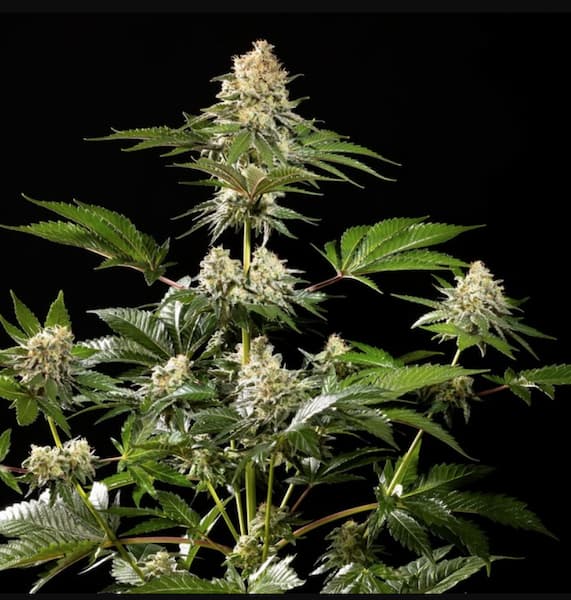 Sunset Sherbet Go Fast Seed > Kannabia Seeds | Feminized Cannabis   |  Indica